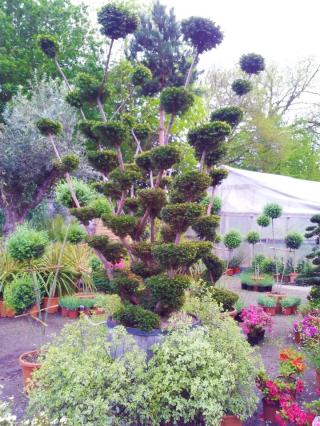 Fleuriste Végétal Banliat La Boutique 0