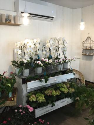 Fleuriste Un Jardin en Ville 0