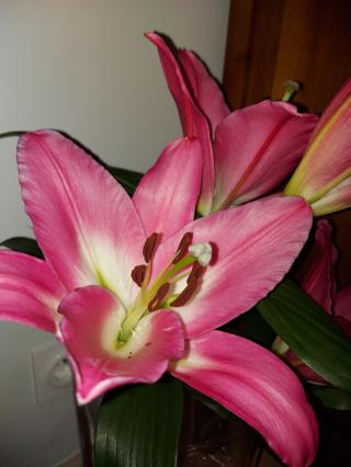 Fleuriste Un Jardin en Ville 0