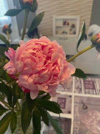 Fleuriste Un Jardin en Ville 0