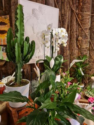 Fleuriste Collard Alex - BOUTIQUE ALOES D'EDEN 0