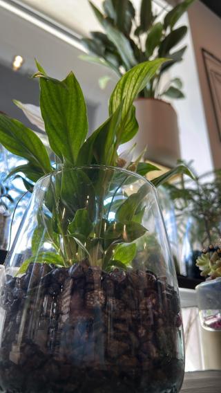 Fleuriste Mr le fleuriste 0