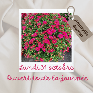 Fleuriste Amaryllis 0