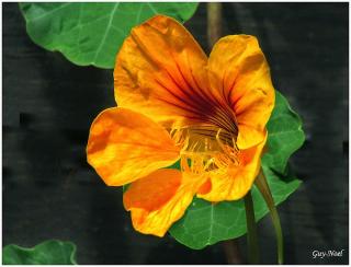 Fleuriste CAPUCINE - Atelier d'Art Floral 1