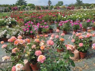 Fleuriste Rosiers D'argens 0
