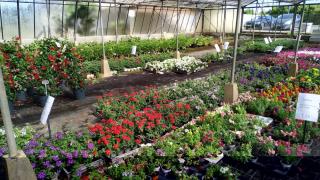 Fleuriste Gilbert Fleurs 0