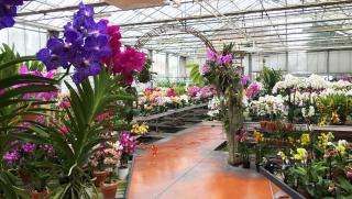 Fleuriste Orchidées Vacherot et Lecoufle 0