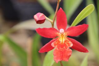 Fleuriste Orchidées Vacherot et Lecoufle 0