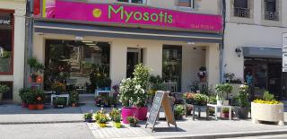 Fleuriste MYOSOTIS 0