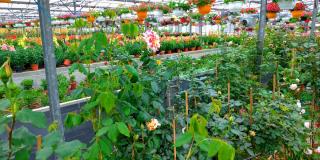 Fleuriste La Roseraie des plans 0