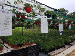 Fleuriste La Roseraie des plans 0