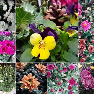 Fleuriste A l'orchidée & co 0