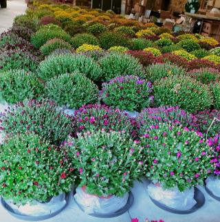 Fleuriste Le Vent Des Fleurs 0