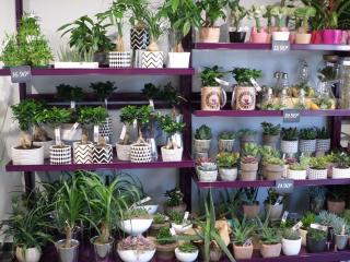 Fleuriste Cœur De Fleurs Pessac 0