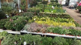 Fleuriste SERRES du BADERAND 0