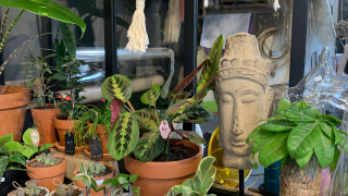 Fleuriste Les kokedamas de Sophie 1