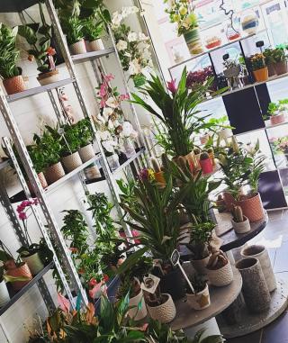 Fleuriste Vert Tige à Fleur de Pot 0