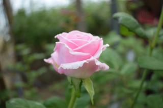 Fleuriste Distributeur de fleurs 24h/24 J-M Simeoni 0