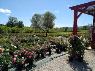 Fleuriste Le Comptoir des Roses 0