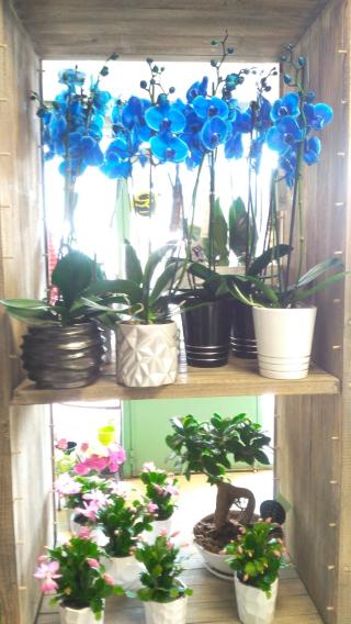 Fleuriste Isabelle Fleurs 0