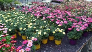 Fleuriste Les Mille et Une Fleurs 0