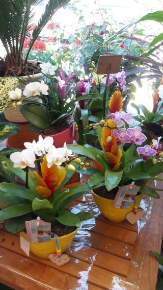 Fleuriste Iris Fleurs 0