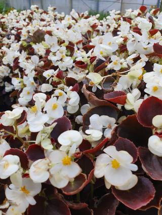 Fleuriste SERRE LE COURLIS /CHOMBART 1