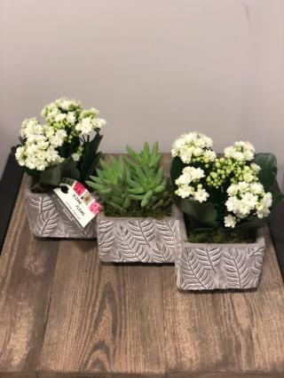 Fleuriste Eliane Fleurs 0