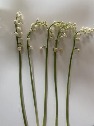 Fleuriste Amarante 0