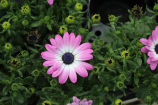 Fleuriste Maison Borel - Fleurs Décor 0