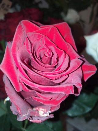 Fleuriste aux fleurs de mercure 1