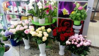 Fleuriste Fabre Thierry 0