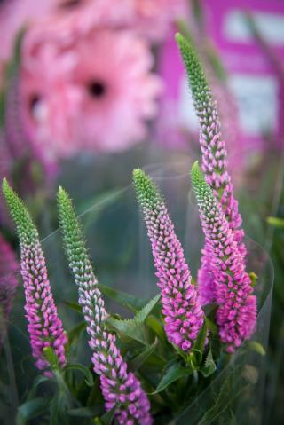 Fleuriste Le Jardin des Fleurs 0