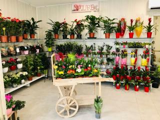 Fleuriste Fleuriste GOUSSAINVILLE La Virgule Verte 1