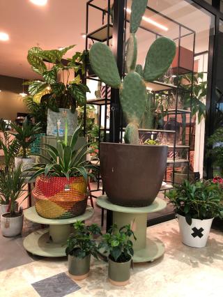 Fleuriste Herborium 0