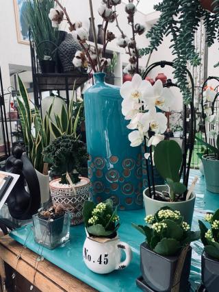 Fleuriste Chrysantie Fleurs 0