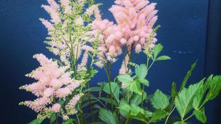 Fleuriste Rose Et Chardon | Fleuriste Meudon 1