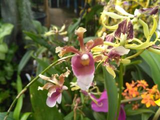 Fleuriste Francis Orchidées 0