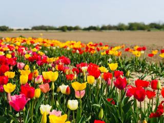 Fleuriste Cueillette Fleurie 0