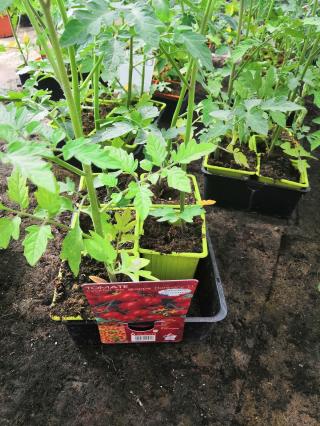 Fleuriste Jardinerie Salussolia 0