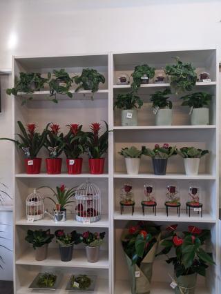 Fleuriste Fleur Divine 0