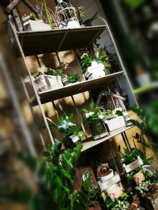 Fleuriste MAISON LEFRANÇOIS 0