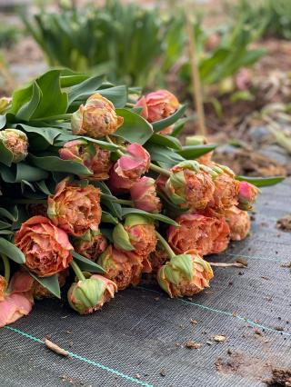 Fleuriste Fleurs Raison 0