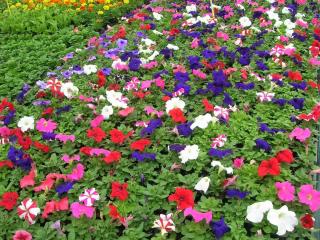 Fleuriste Horticulture de Dios 1