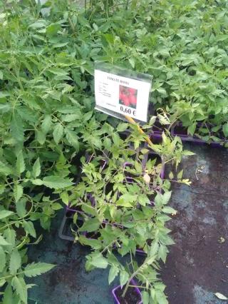 Fleuriste Horticulture de Dios 0