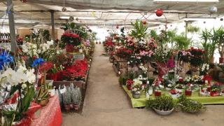 Fleuriste A Alesia Flore 1