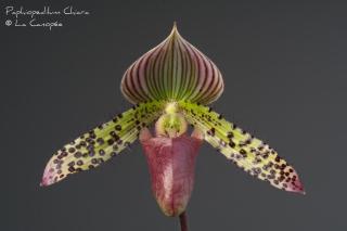 Fleuriste La Canopée Orchidées 0