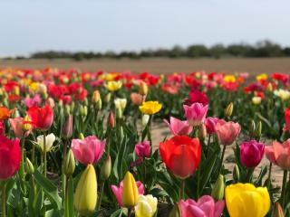 Fleuriste Cueillette Fleurie 2