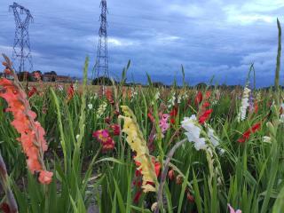 Fleuriste Cueillette Fleurie 0