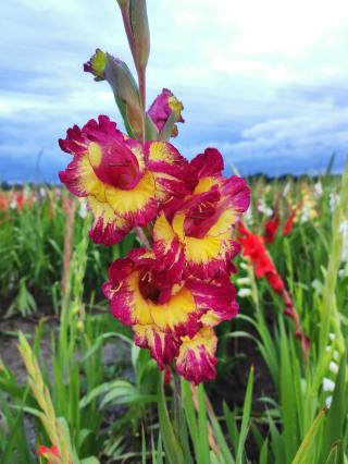 Fleuriste Cueillette Fleurie 0